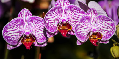 L'orchidée, fleur préférée des réunionnais