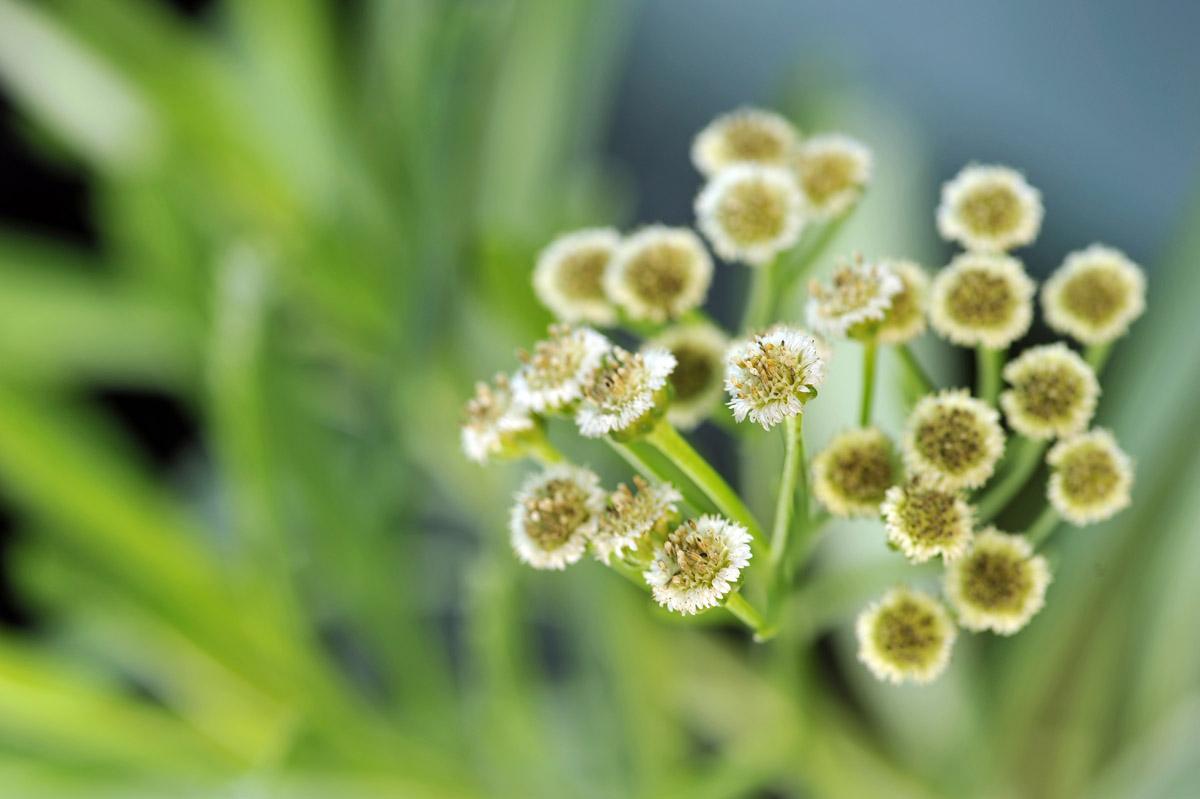 GFSALIETTE Endémique-005