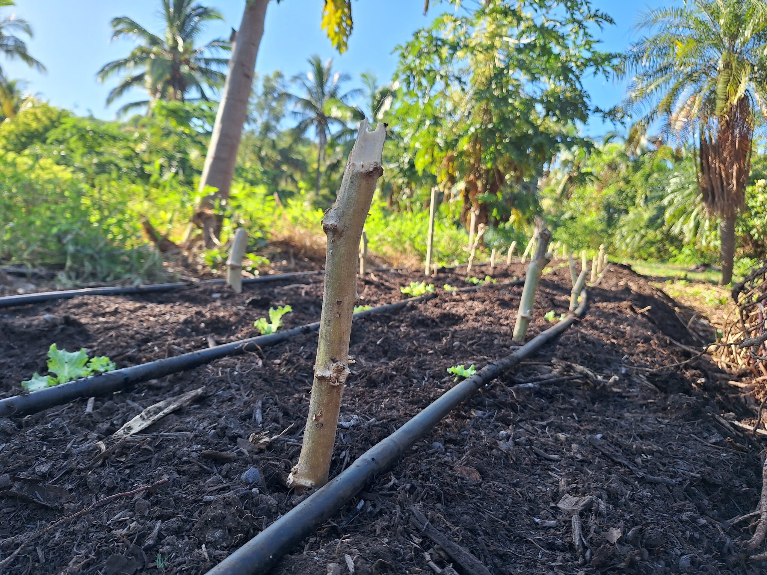 LN Plantation Manioc batavia (3)